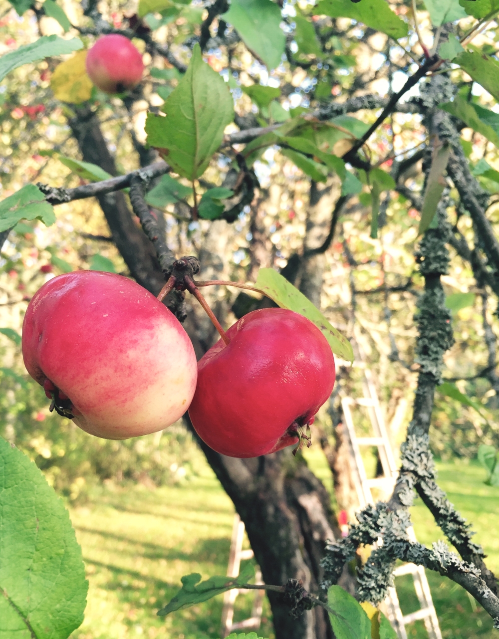 apple-pie-from-the-finnish-countryside-gluten-free-3b